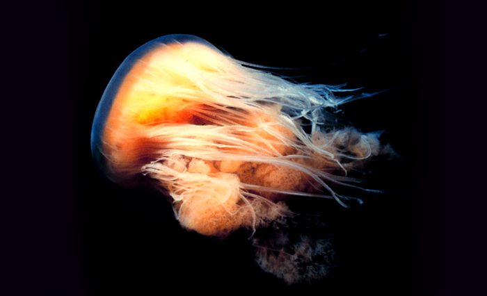 medusa cabeza de leon